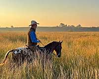 field-hunter-walkaloosa-horse