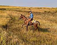 mounted-patrol-walkaloosa-horse