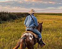 natural-horsemanship-training-walkaloosa-horse