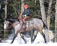 ranch-work-quarter-horse