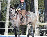 roping-quarter-horse