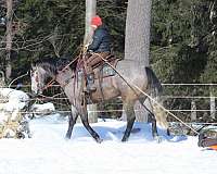 show-quarter-horse