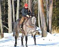 trail-riding-quarter-horse