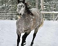 western-riding-quarter-horse