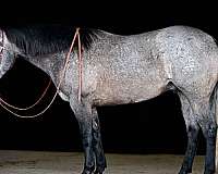 grey-all-around-horse