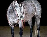 grey-quarter-horse-gelding