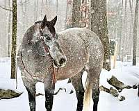 working-cattle-quarter-horse