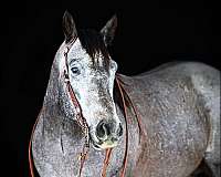 grey-athletic-horse