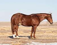 athletic-quarter-horse