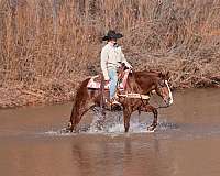 husband-safe-quarter-horse