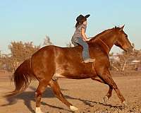 ranch-versatility-quarter-horse