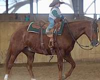 ranch-work-quarter-horse