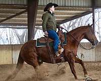 trail-riding-quarter-horse