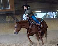 western-riding-quarter-horse