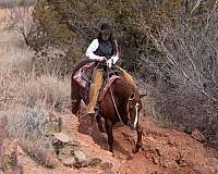 working-cattle-quarter-horse