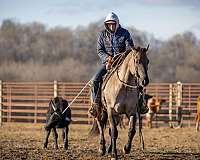 ranch-versatility-quarter-horse