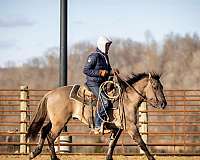 ranch-work-quarter-horse