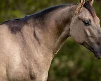 ridden-english-quarter-horse