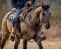 roping-quarter-horse