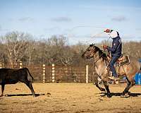 working-cattle-quarter-horse