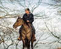 grulla-quarter-horse-gelding