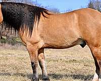 cross-draft-horse