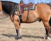 athletic-draft-horse