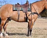 draft-horse