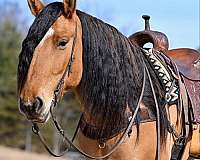 flashy-draft-horse