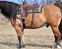 husband-safe-draft-horse