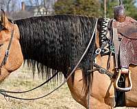 ranch-work-draft-horse