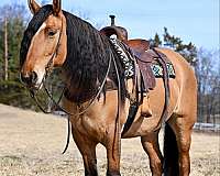 trail-draft-horse