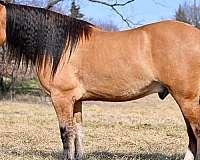 trail-riding-draft-horse