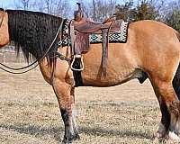 dun-draft-gelding