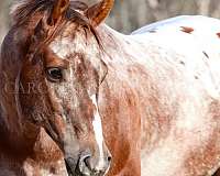 halter-gelding