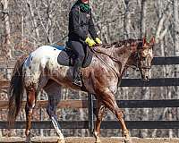 performance-gelding