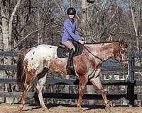 ridden-english-gelding