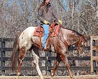 ridden-western-gelding