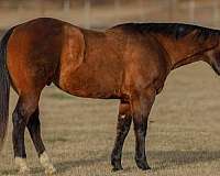 performance-quarter-horse