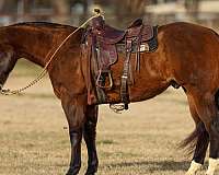 ranch-versatility-quarter-horse