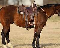 ranch-work-quarter-horse