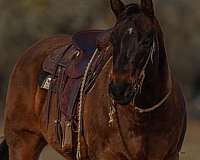 show-quarter-horse