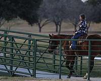 trail-riding-quarter-horse