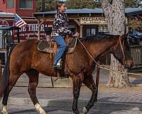 bay-quarter-horse-gelding