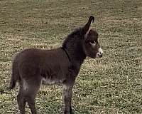 color-tested-donkey