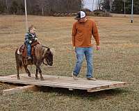 trail-riding-pony