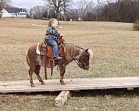 chocolate-pony-gelding