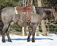 calf-roping-quarter-horse