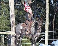 ranch-versatility-quarter-horse