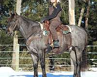 ranch-work-quarter-horse